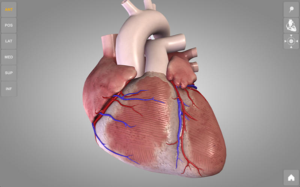 心臟三維解剖圖Mac版 1.0.5
