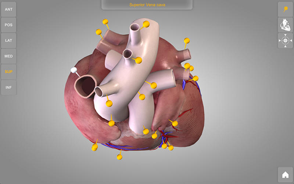 心臟三維解剖圖Mac版 1.0.5