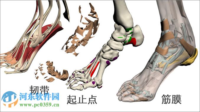 3DBody解剖電腦版 (三維交互解剖軟件) 8.0 免費(fèi)版