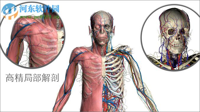 3DBody解剖電腦版 (三維交互解剖軟件) 8.0 免費(fèi)版