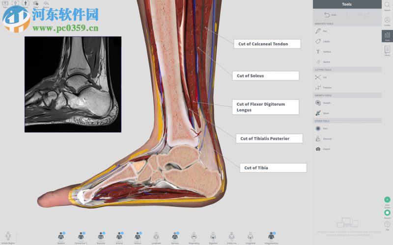 complete anatomy for mac(3d人體解剖學軟件) 3.1.1 免費版