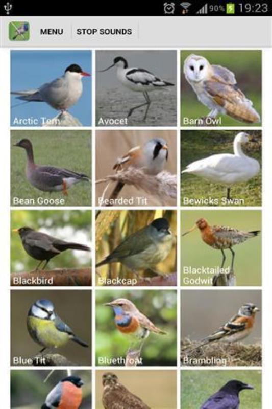 UK Birds Sounds(2)