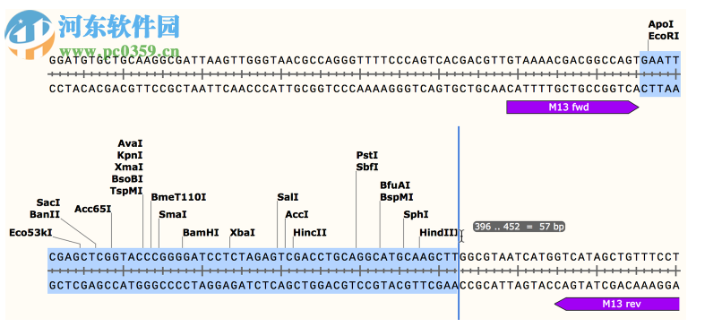 GSL Biotech SnapGene(分子生物學(xué)軟件)