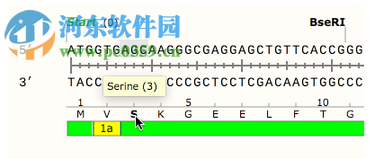 GSL Biotech SnapGene(分子生物學(xué)軟件)