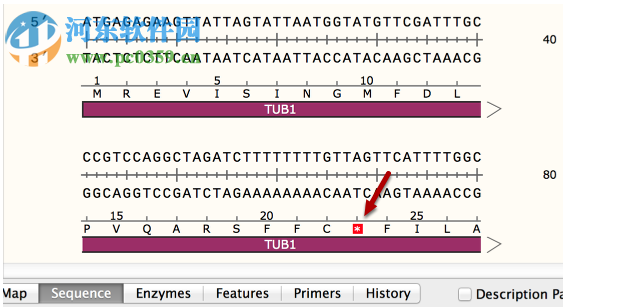 GSL Biotech SnapGene(分子生物學(xué)軟件)