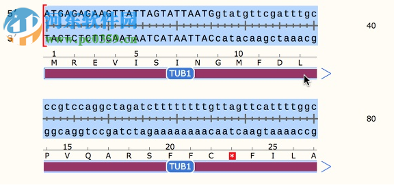 GSL Biotech SnapGene(分子生物學(xué)軟件)