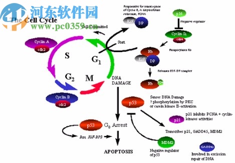 Folding@Home(大型分布式計算項目)